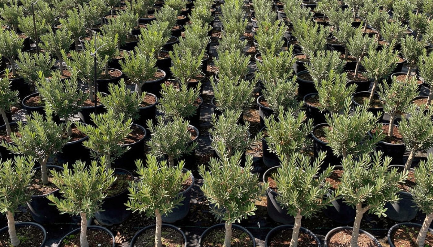 Pistacia lentiscus, Bulk Supply