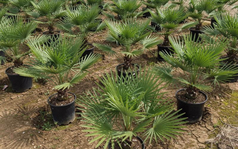 Mediterranean Plants