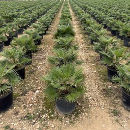 European Fan Palm (Chamaerops humilis) in 70L container, 35cm trunk circumference, nursery-grown in Alicante