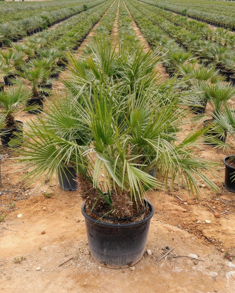 European Fan Palm