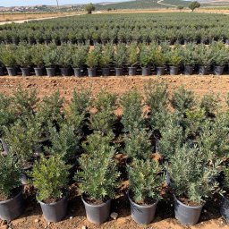 Mastic Tree (Pistacia lentiscus) in 5L container, 40cm total height, nursery-grown in Alicante