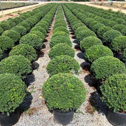 Mastic Tree (Pistacia lentiscus) in 10L container, 70cm total height, nursery-grown in Alicante