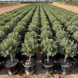 Mastic Tree (Pistacia lentiscus) in 25L container, 110cm total height, nursery-grown in Alicante