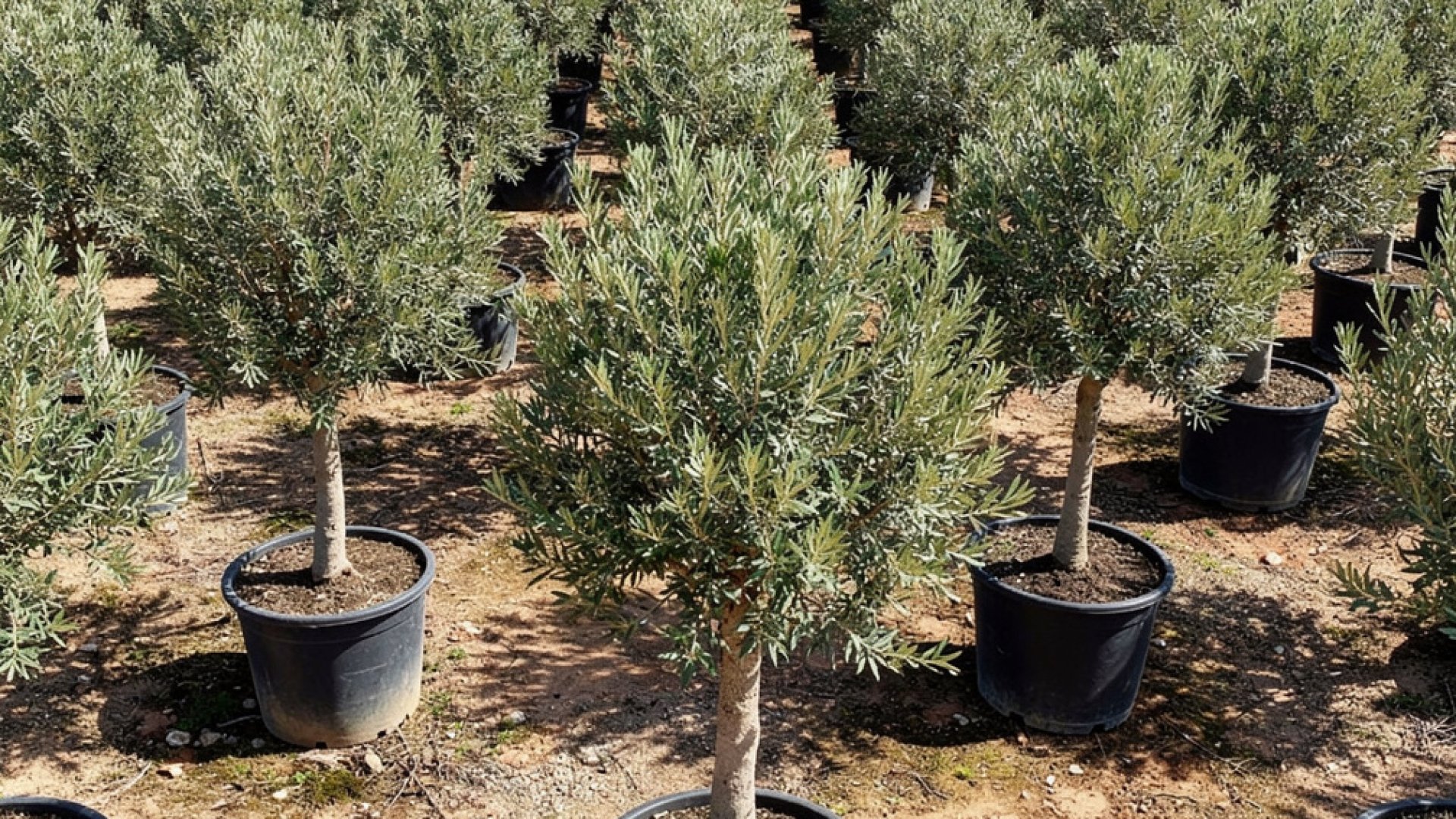 Pistacia lentiscus nursery-grown in Alicante