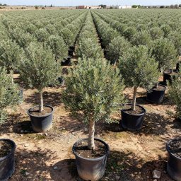 Mastic Tree (Pistacia lentiscus) in 50L container, 160cm total height, nursery-grown in Alicante