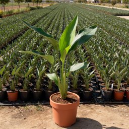 Bird of Paradise (Strelitzia reginae) in 5L container, 45cm total height, nursery-grown in Alicante