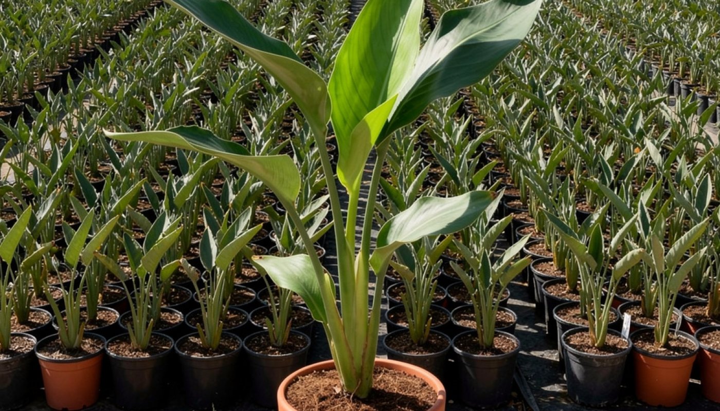 Strelitzia reginae, Export