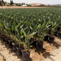 Bird of Paradise (Strelitzia reginae) in 10L container, 75cm total height, nursery-grown in Alicante