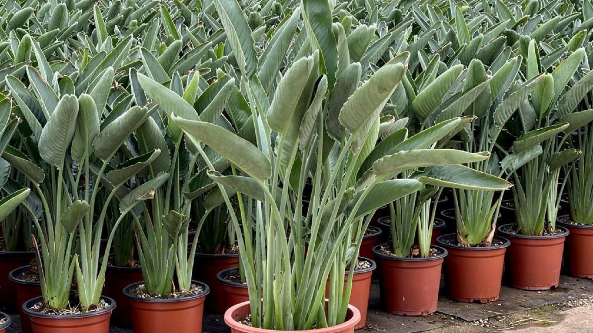 Strelitzia reginae nursery-grown in Alicante