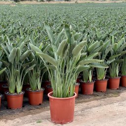 Bird of Paradise (Strelitzia reginae) in 20L container, 110cm total height, nursery-grown in Alicante