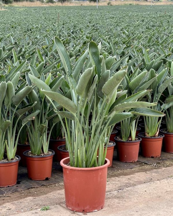Strelitzia reginae nursery-grown in Alicante