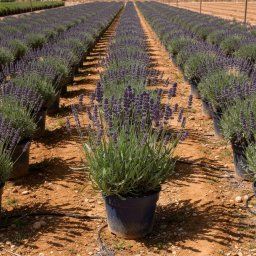 Common Lavender (Lavandula angustifolia) in 2L container, 25cm total height, nursery-grown in Alicante