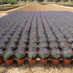 Common Lavender (Lavandula angustifolia) in 5L container, 45cm total height, nursery-grown in Alicante