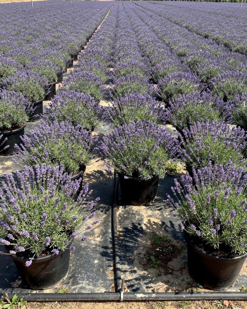 Lavandula angustifolia - Mediterranean Nursery Quality in Alicante