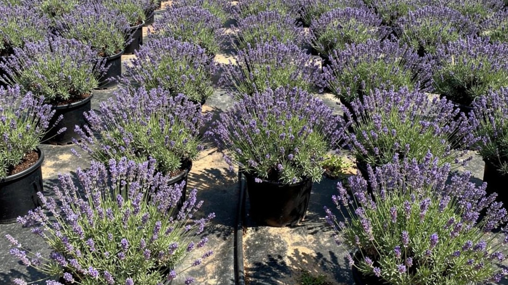 Lavandula angustifolia nursery-grown in Alicante