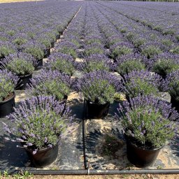 Common Lavender (Lavandula angustifolia) in 10L container, 65cm total height, nursery-grown in Alicante