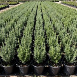 Rosemary (Rosmarinus officinalis) in 2L container, 25cm total height, nursery-grown in Alicante