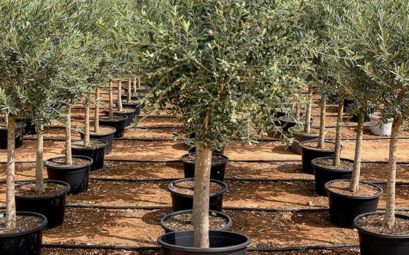 Large Landscaping Trees