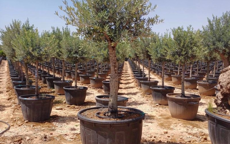 Large Landscaping Trees