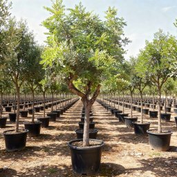 Carob Tree (Ceratonia siliqua) in 70L container, 28cm trunk circumference, nursery-grown in Alicante