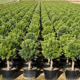 Carob Tree (Ceratonia siliqua) in 150L container, 50cm trunk circumference, nursery-grown in Alicante