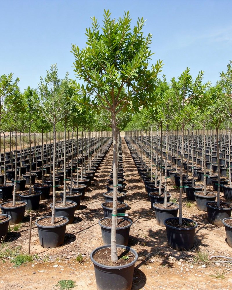 Ceratonia siliqua - Mediterranean Nursery Quality in Alicante