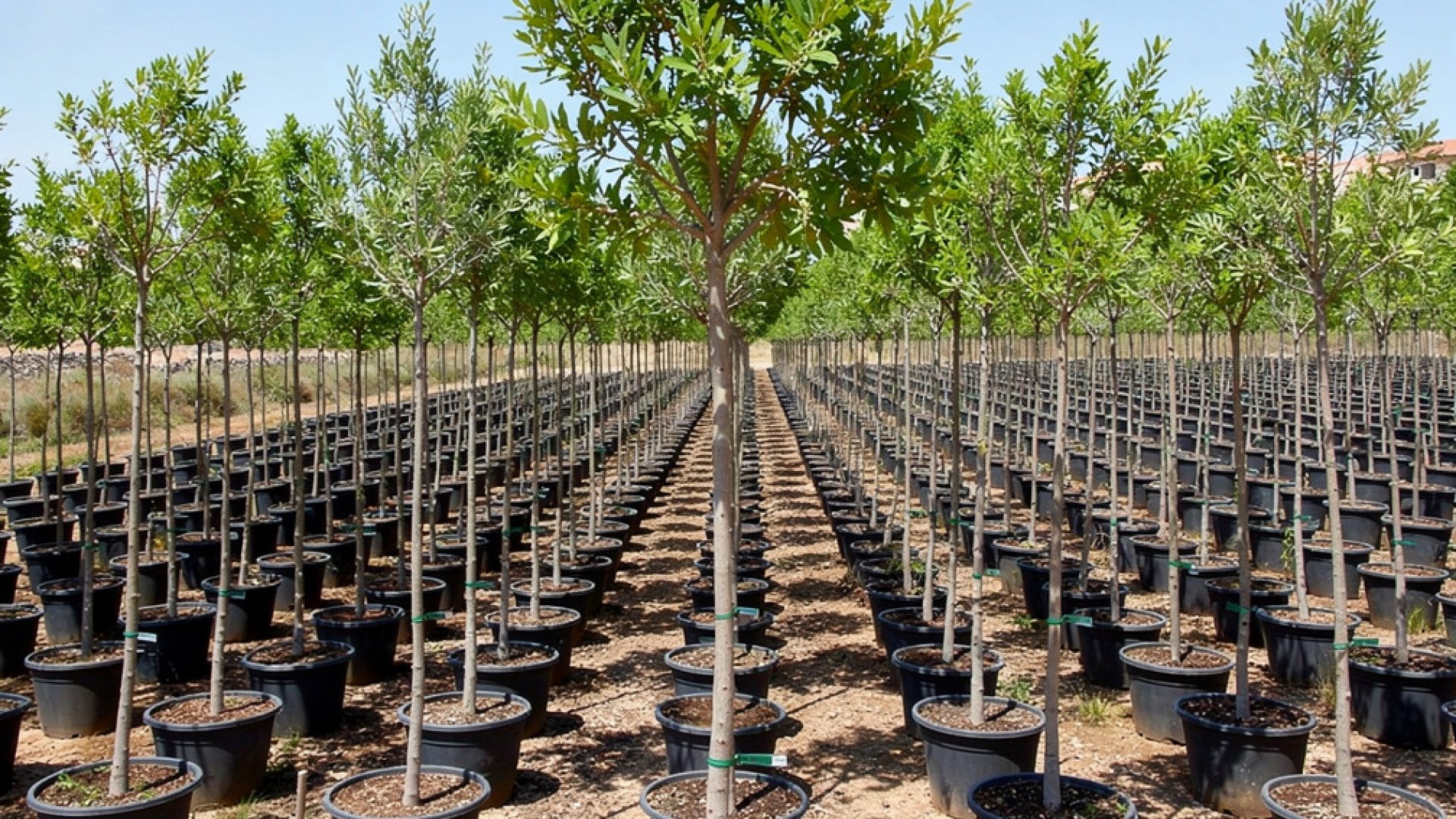 Ceratonia siliqua nursery-grown in Alicante