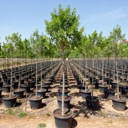 Carob Tree (Ceratonia siliqua) in 300L container, 80cm trunk circumference, nursery-grown in Alicante