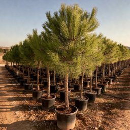 Stone Pine (Pinus pinea) in 25L container, 12cm trunk circumference, nursery-grown in Alicante