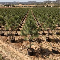 Stone Pine (Pinus pinea) in 70L container, 25cm trunk circumference, nursery-grown in Alicante