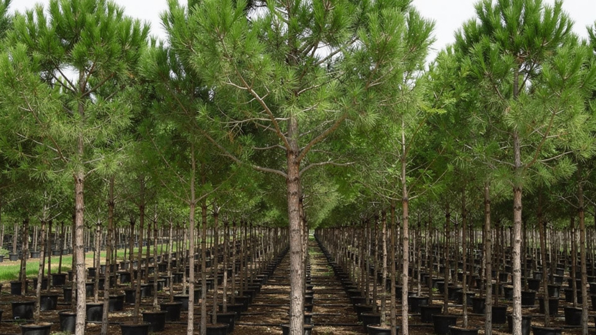Pinus pinea nursery-grown in Alicante