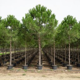 Stone Pine (Pinus pinea) in 300L container, 75cm trunk circumference, nursery-grown in Alicante