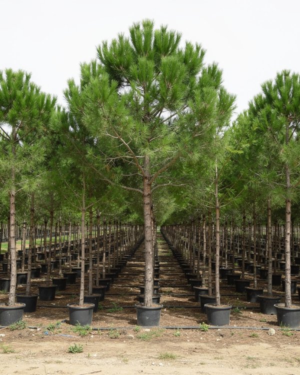 Pinus pinea nursery-grown in Alicante