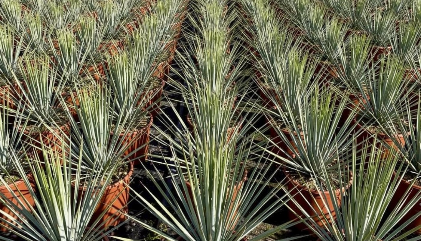 Yucca rostrata, Export