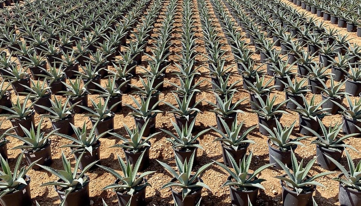 Agave americana, Import