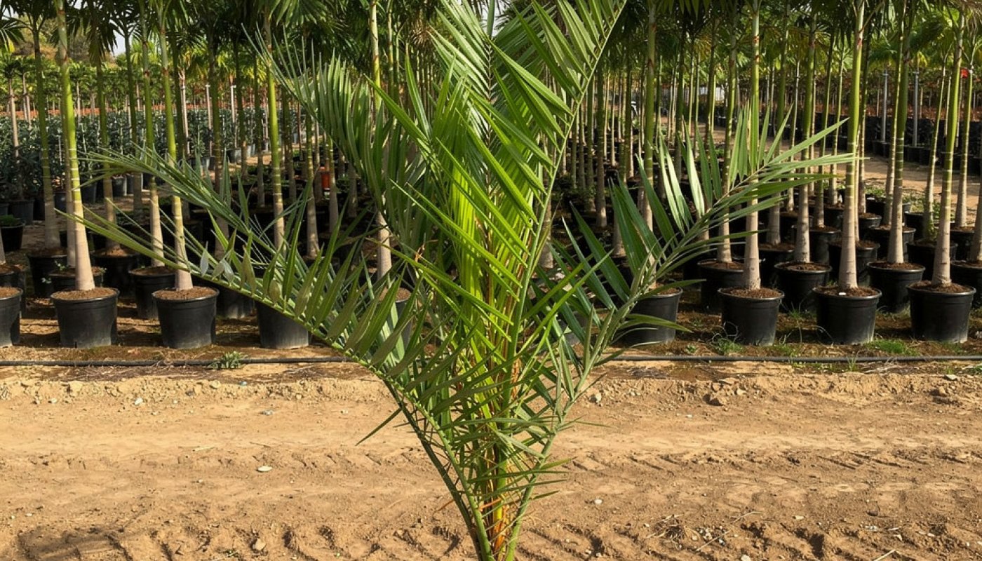 Phoenix canariensis, Baumschullieferant